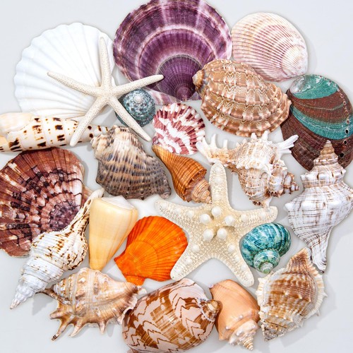Large sea shells 5 - shells, inch