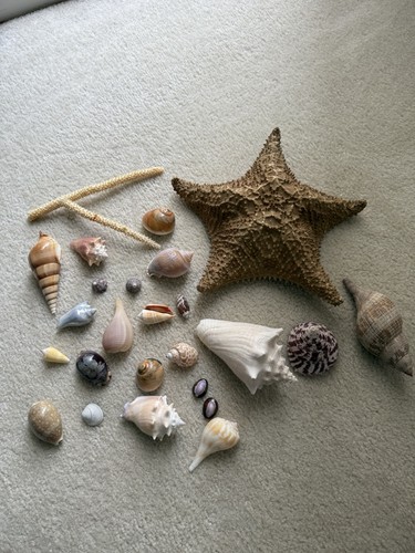 Vintage seashell starfish - vintage,