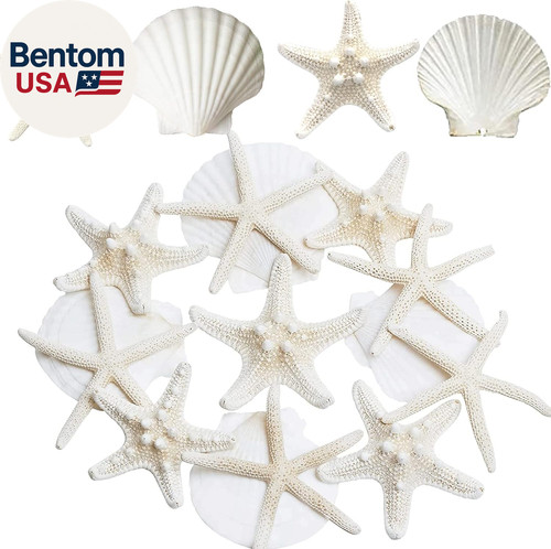 Inches large starfish - inches, and