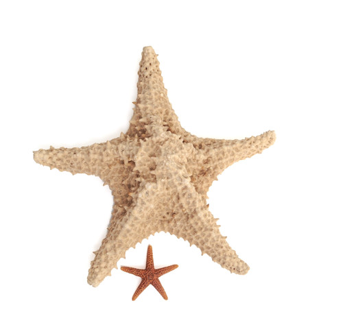 Vintage dried starfish set - starfish,