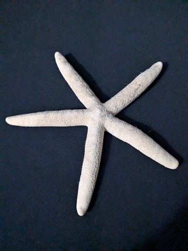 Large white natural starfish - natural,