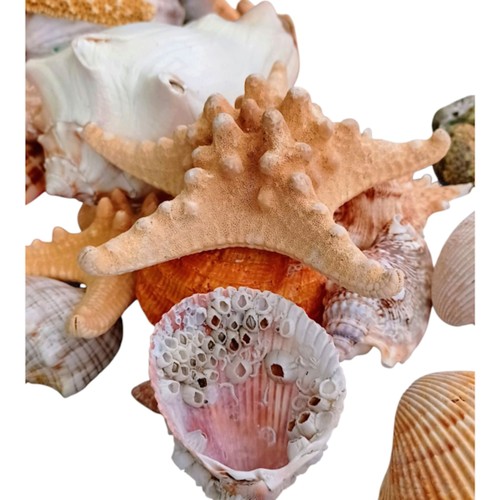 Vintage 8lb starfish - vintage,