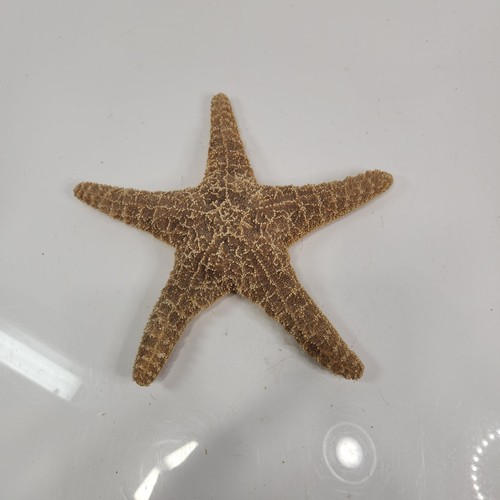 Starfish 5in real - real, specimen