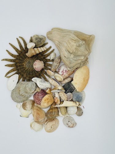 Lbs seashells sea - 2, 1