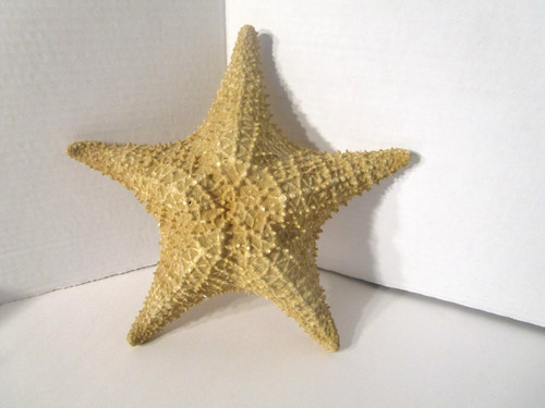Large natural knobby starfish - natural,
