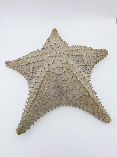 Large natural dried spiny - natural,