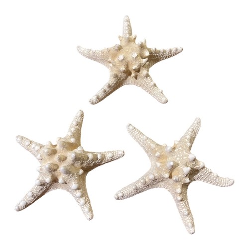 Real starfish large dried - 3,
