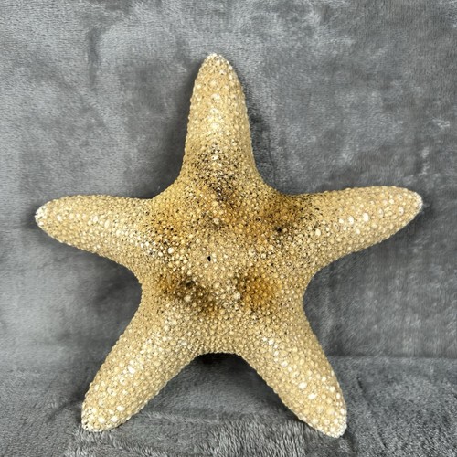 Natural dried starfish - starfish, decor