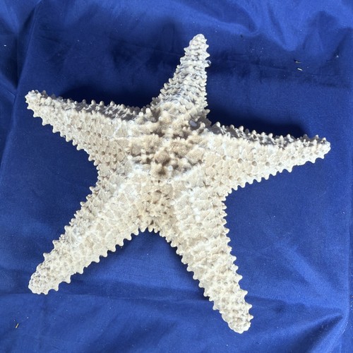 Large real dried sugar sea - large,