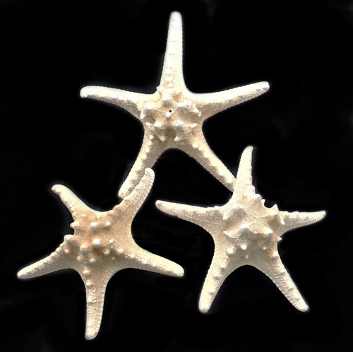 Large knobby white - 3,
