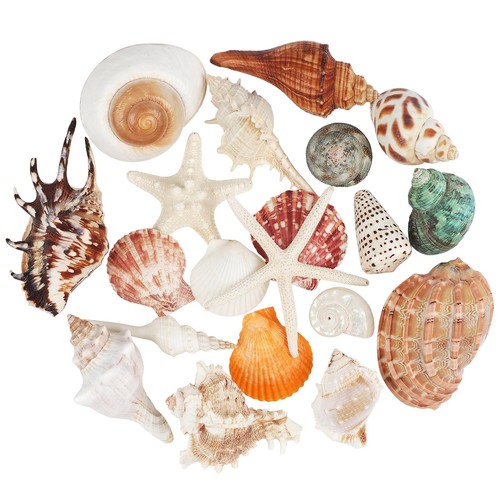 Pcs large seashells mixed - seashells,