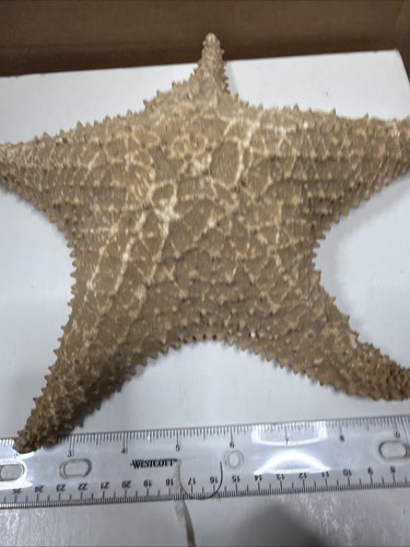 Large dried starfish inches - large,