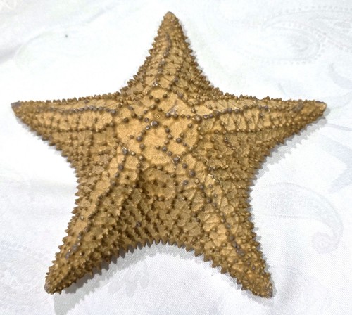 Vtg large real dried - vtg, 9.75"