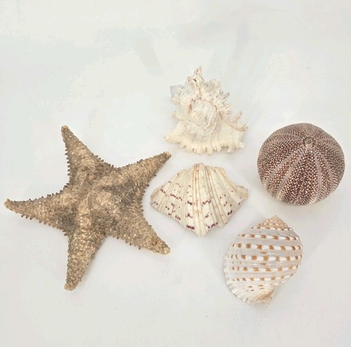 Large natural seashell lot - large,