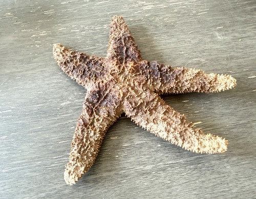 Vtg real starfish - vtg,