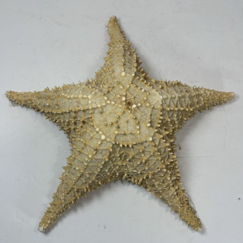 Large natural knobby - large, 12"
