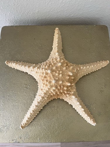 Real starfish sea star natural - starfish,